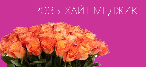 Розы хайт меджик